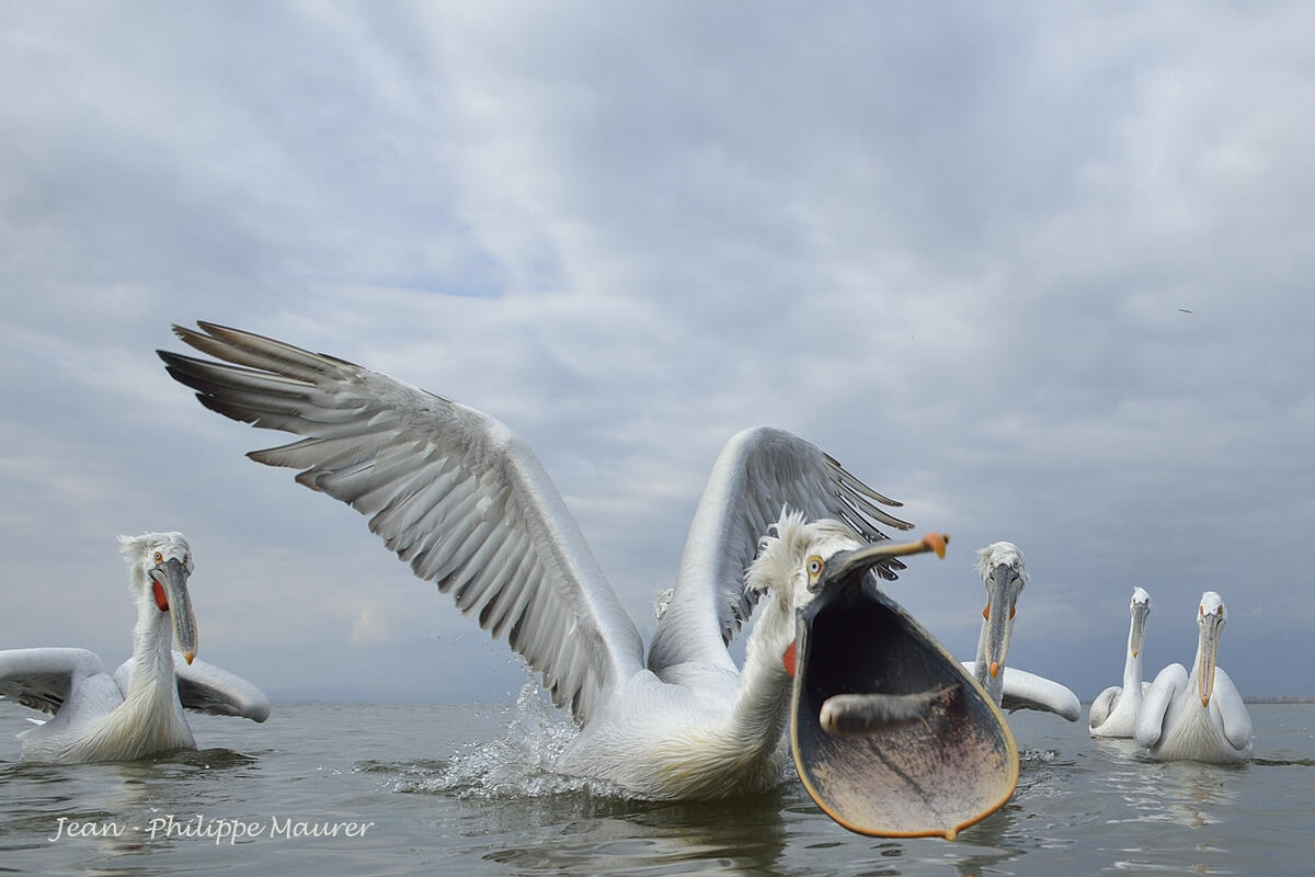 Jean-Philippe Maurer ,Dalmatian Pelican / Pelicanus crispus/ 
