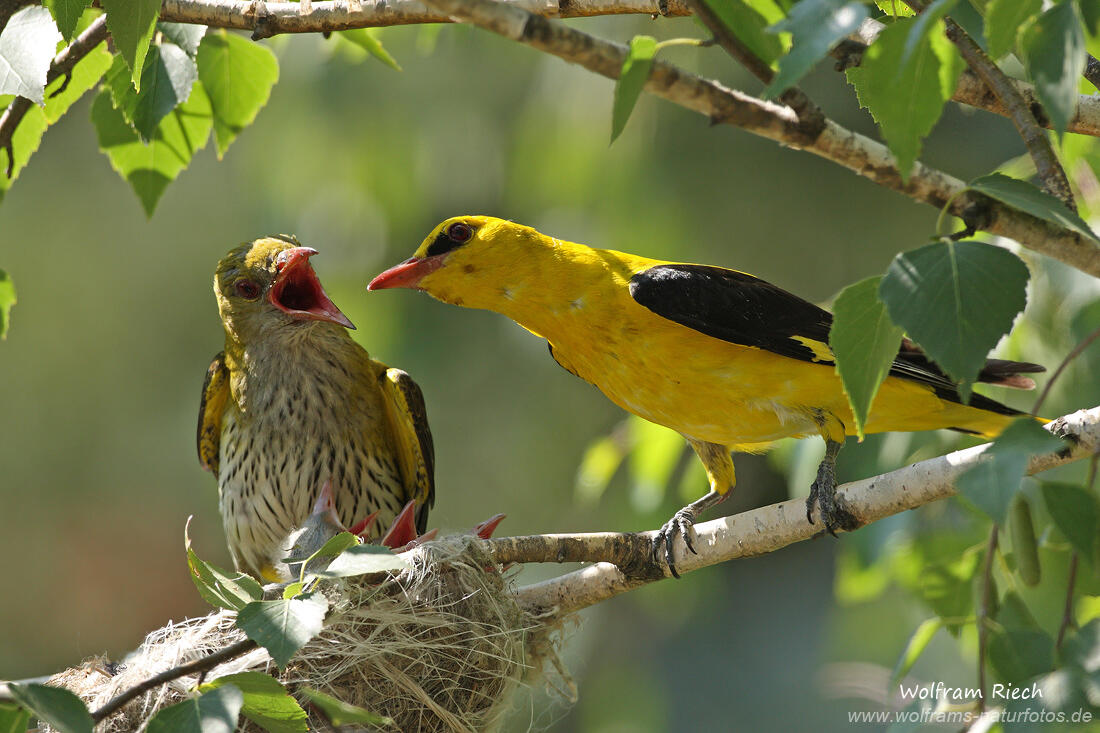 Wolfram Riech, Golden Oriole 