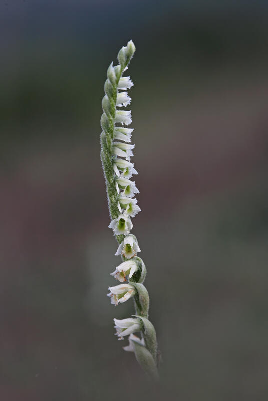 PlaSpiranthes spiralis (L.) Chevallnts