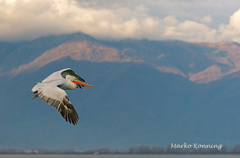 Marko Koenig,  Dalmatian Pelican / Pelicanus crispus/