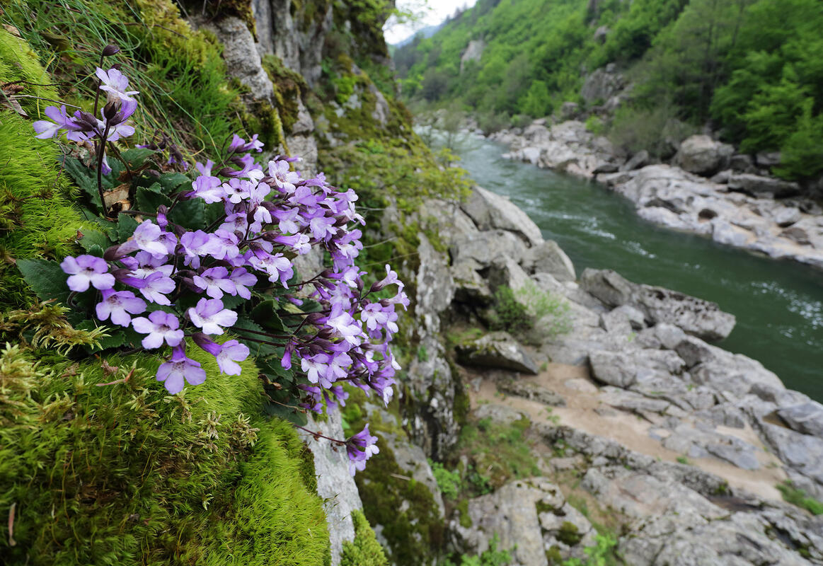 PlantsHaberlea /Haberlea rhodopensis Friv./