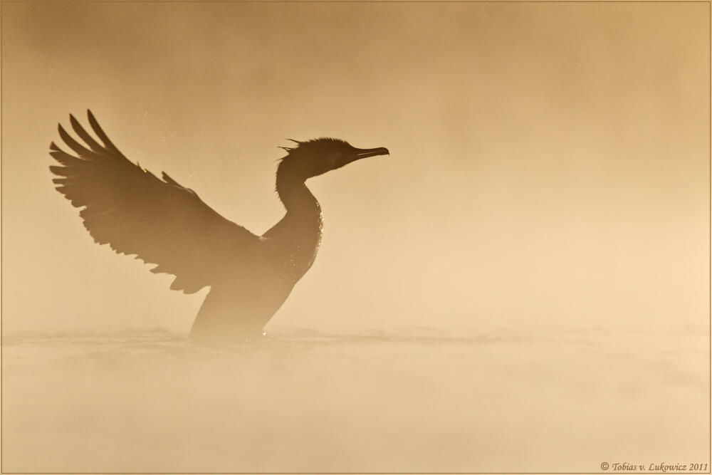 Tobias v. Lukowicz, Kormorant /Phalacrocorax carbo/ 
