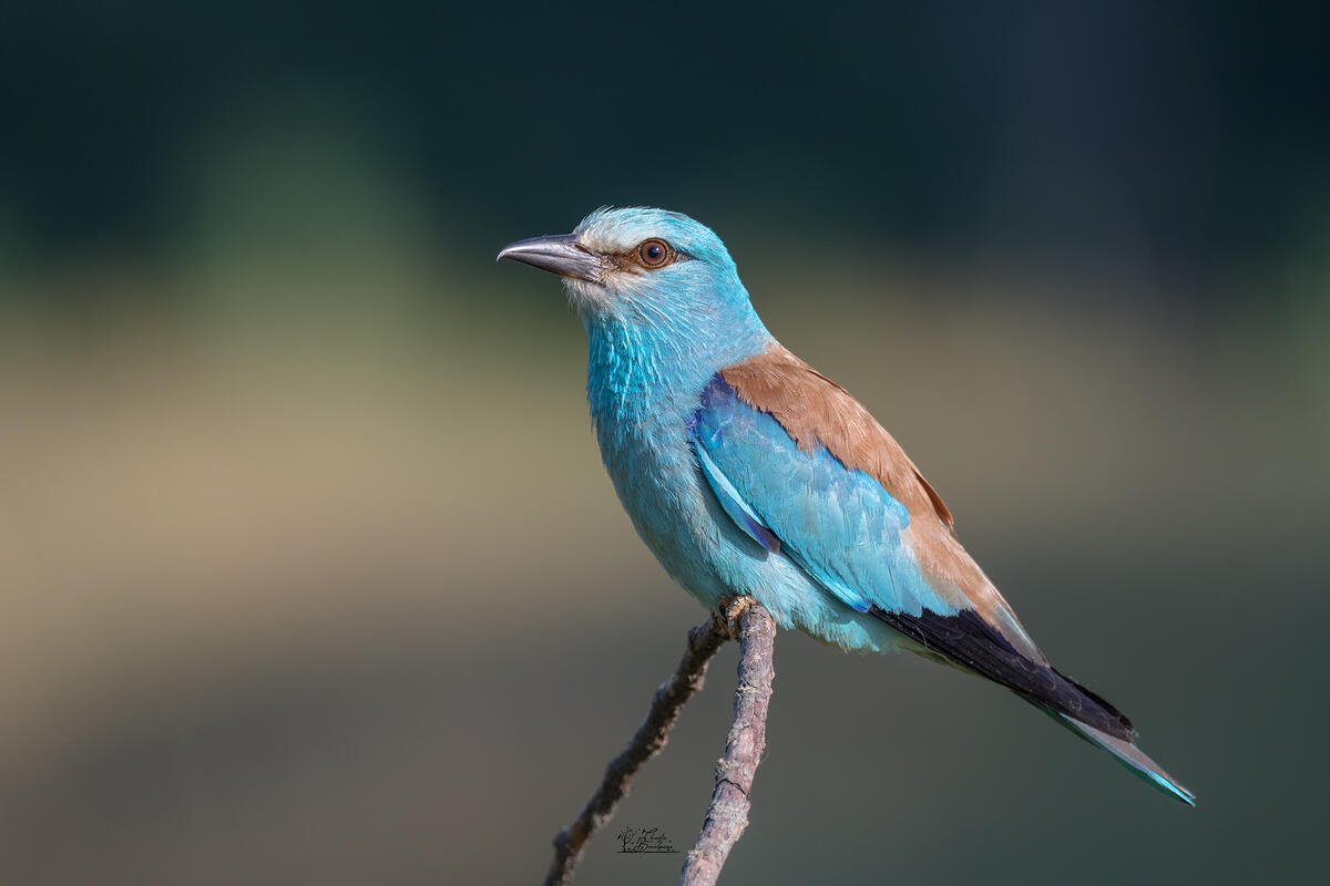 Claudia Brockmann, European Roller