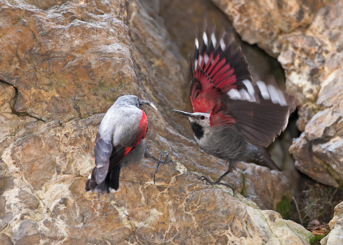 Wallcreeper /Tichodroma muraria/
