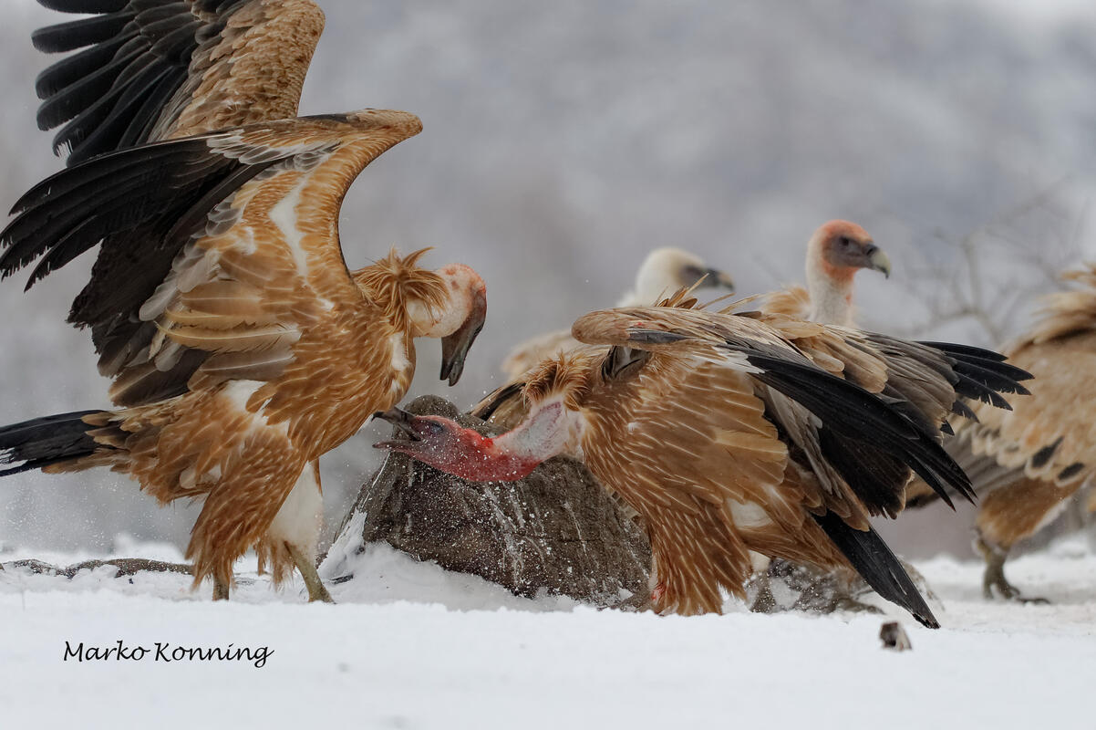 Marko Koenig, Griffon Vulture/Gyps fulvus/