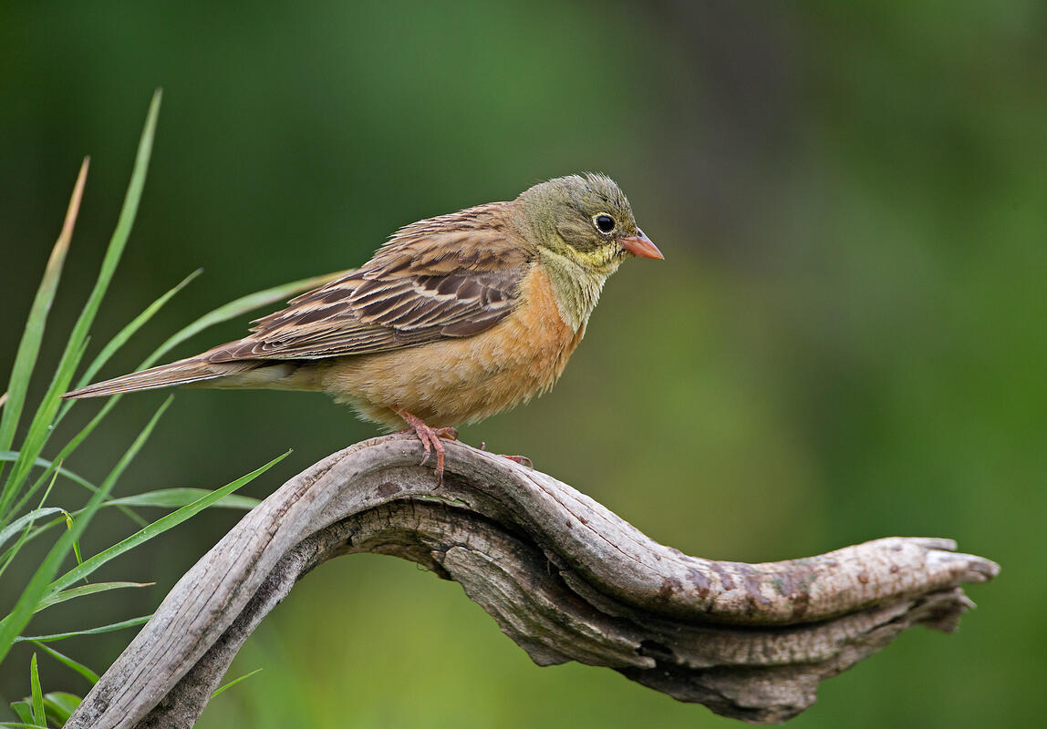 Ortolan bunting