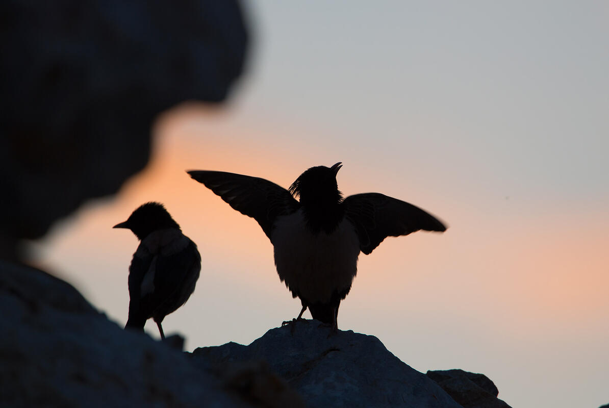 Rose-coloured Starling / Sturnus roseus/