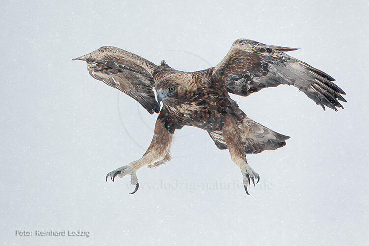 Reinhard Lodzig , Golden eagle