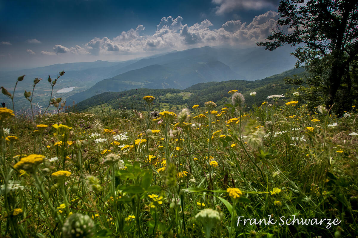 Frank Schwarze, Rodopi