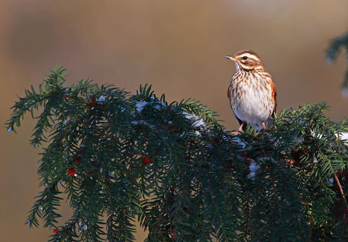 Redwing /Turdus philomelos/
