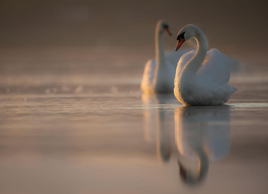 mute swan