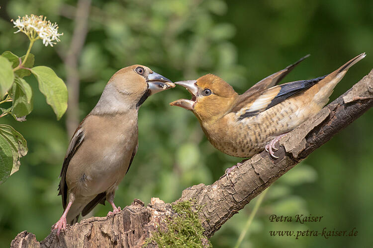 Petra Kaiser, Hawfinch /Coccothraustes coccothraustes/