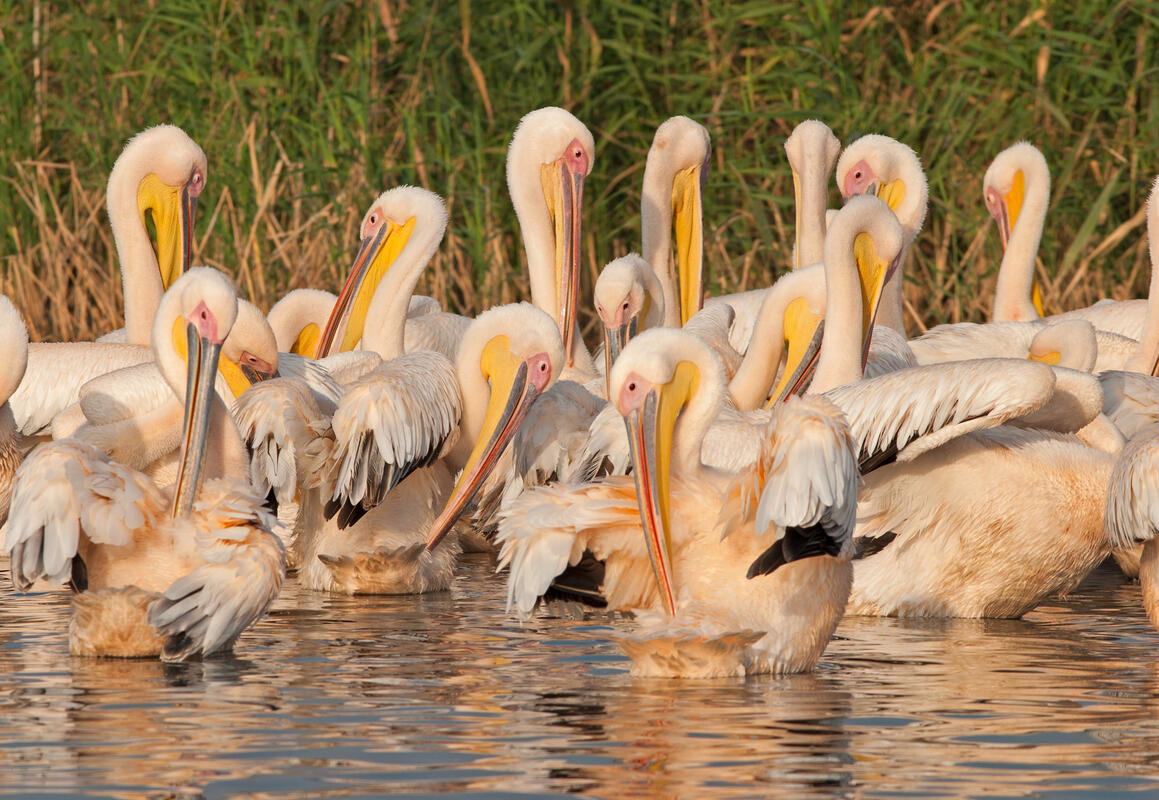White Pelican /Pelecanus onocrotalus/
