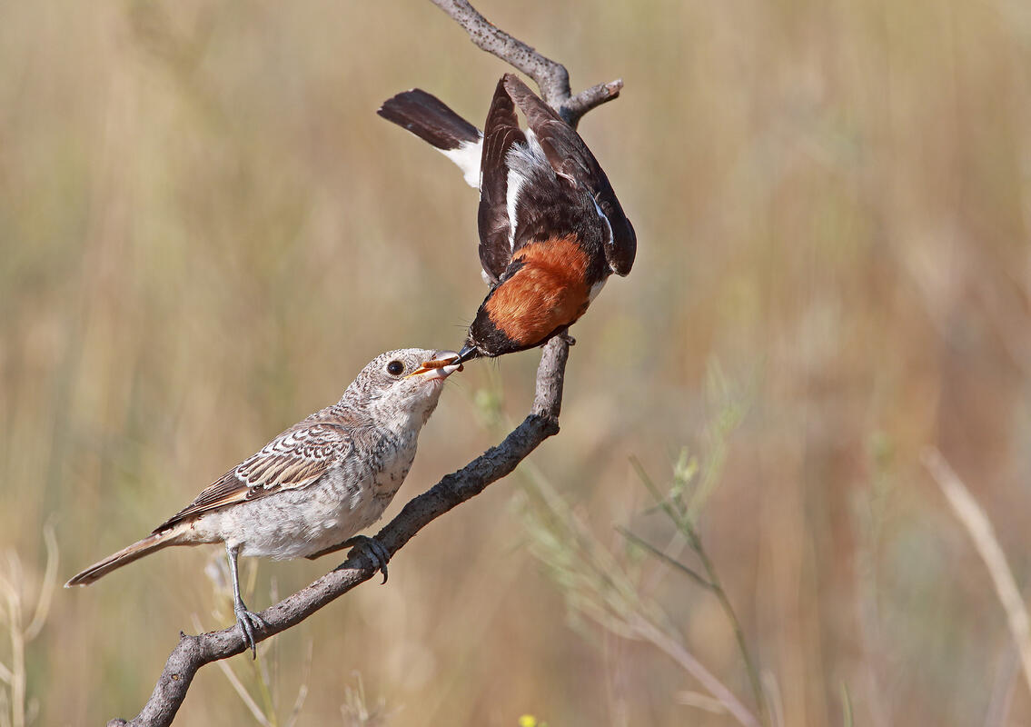 Woodchat Shrike /Lanius senator/