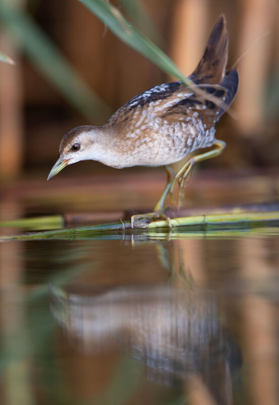 little crake