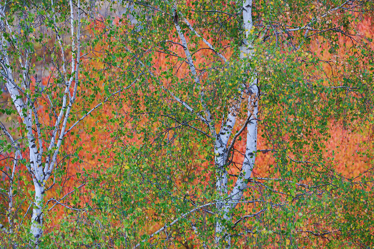 Bulgaria in autumn colors 