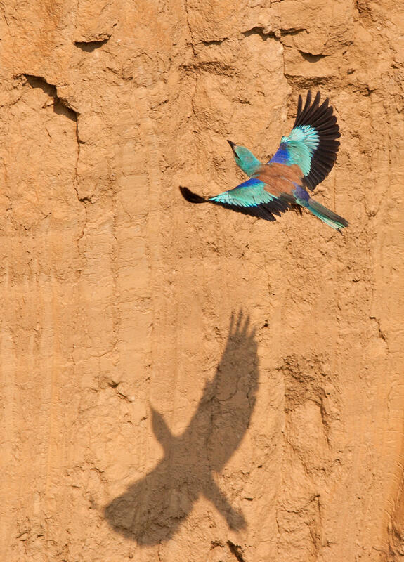 Roller /Coracias garrulus/