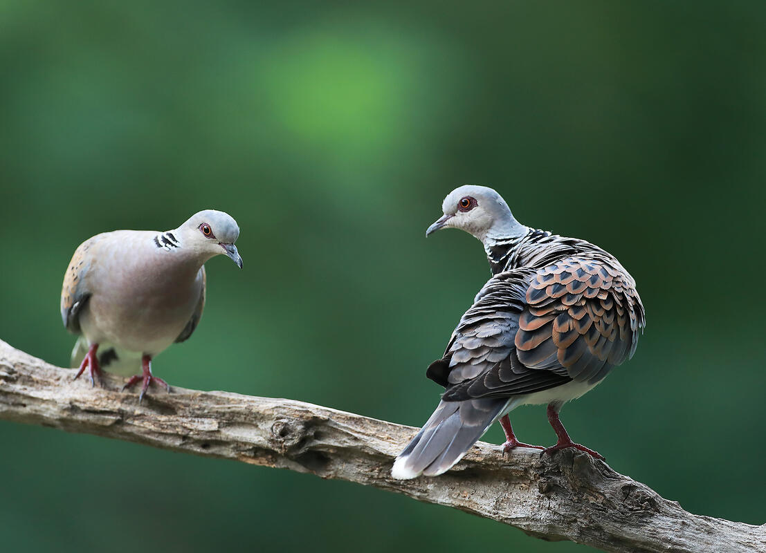 Turtle Dove