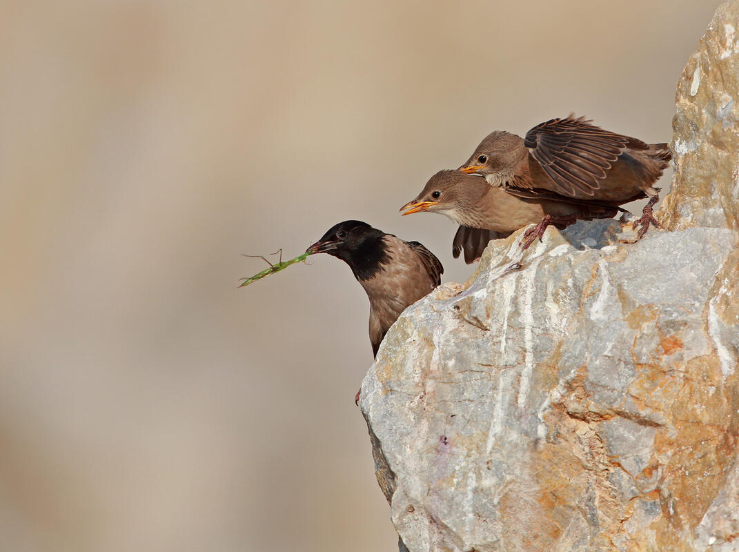 Rose-coloured Starling / Sturnus roseus/