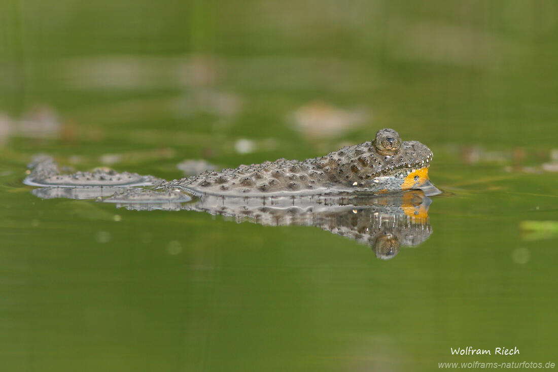Wolfram Riech, Yellow-bellied Toad /Bombina variegata/ 