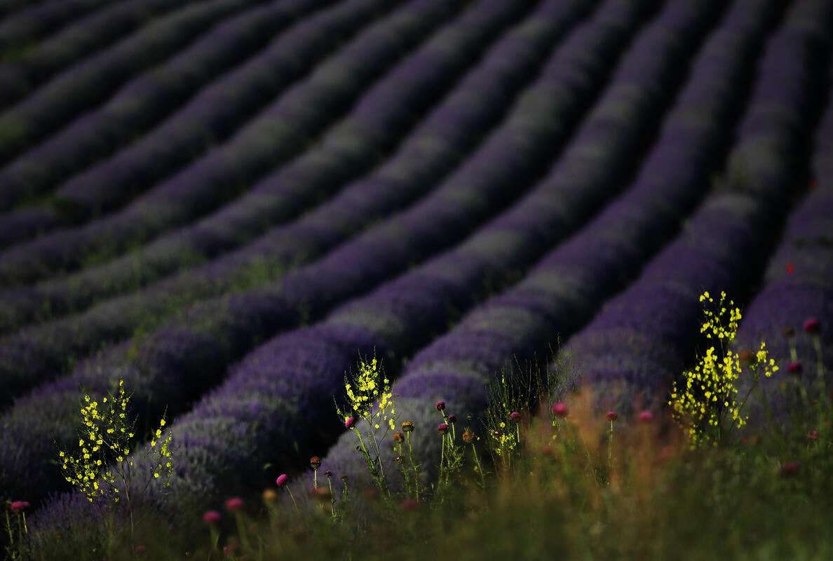 Plants