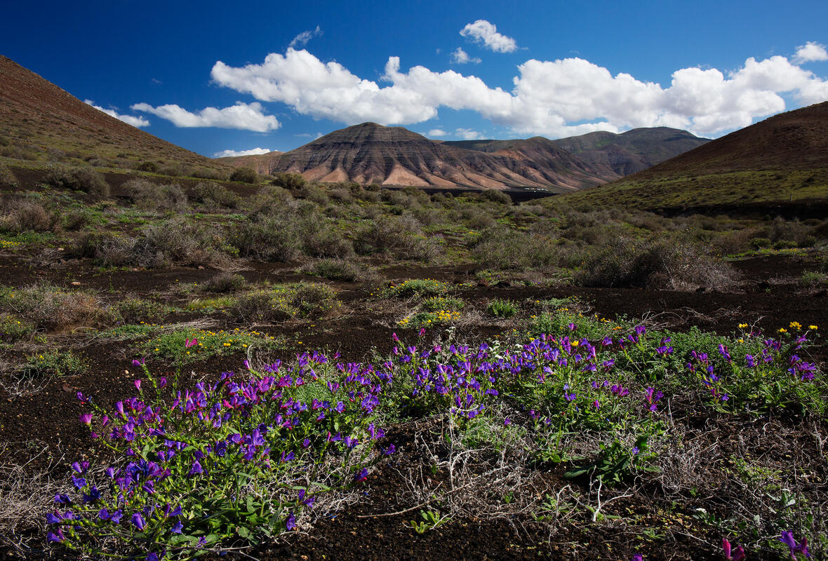 Lanzarote, 