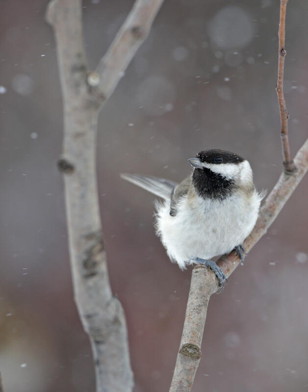 Sombre Tit / Parus lugubris/