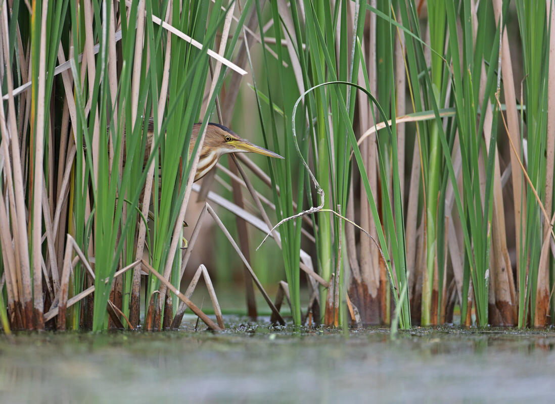  Little bittern /Ixobrychus minutus/