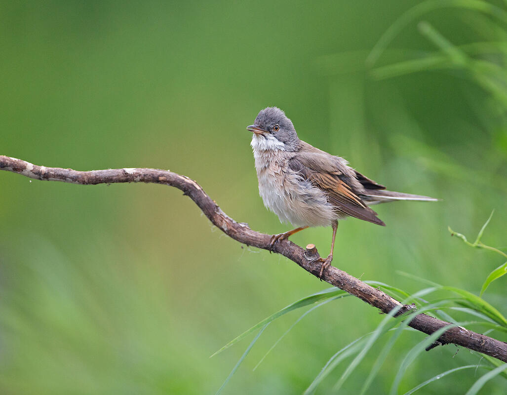  Whitethroat (Curruca communis) 