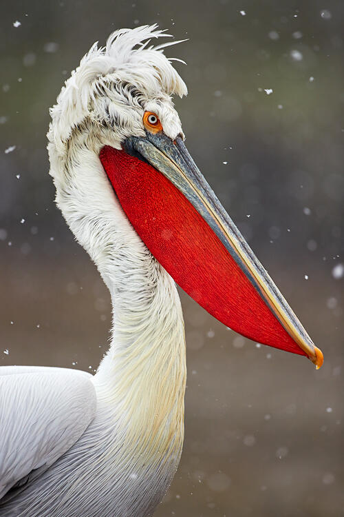 Ellie Rothnie, Dalmatian pelican
