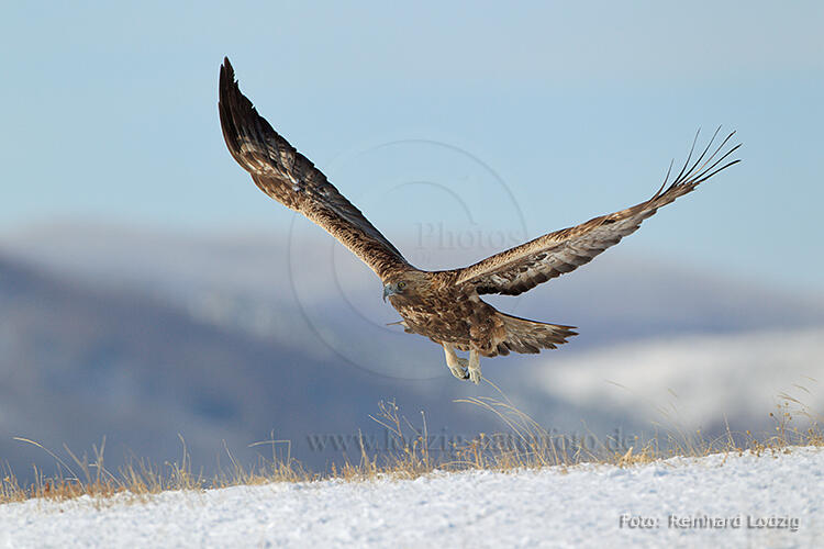 Reinhard Lodzig , Golden eagle