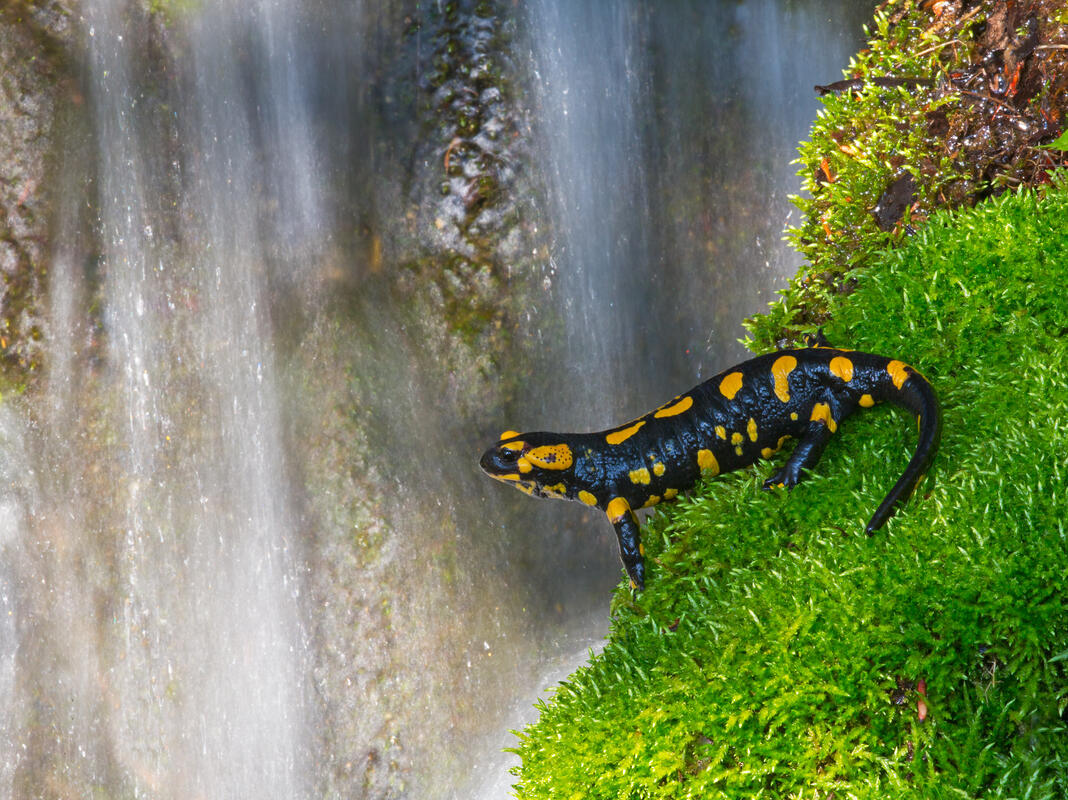 Fire Salamander, Salamandra salamandra