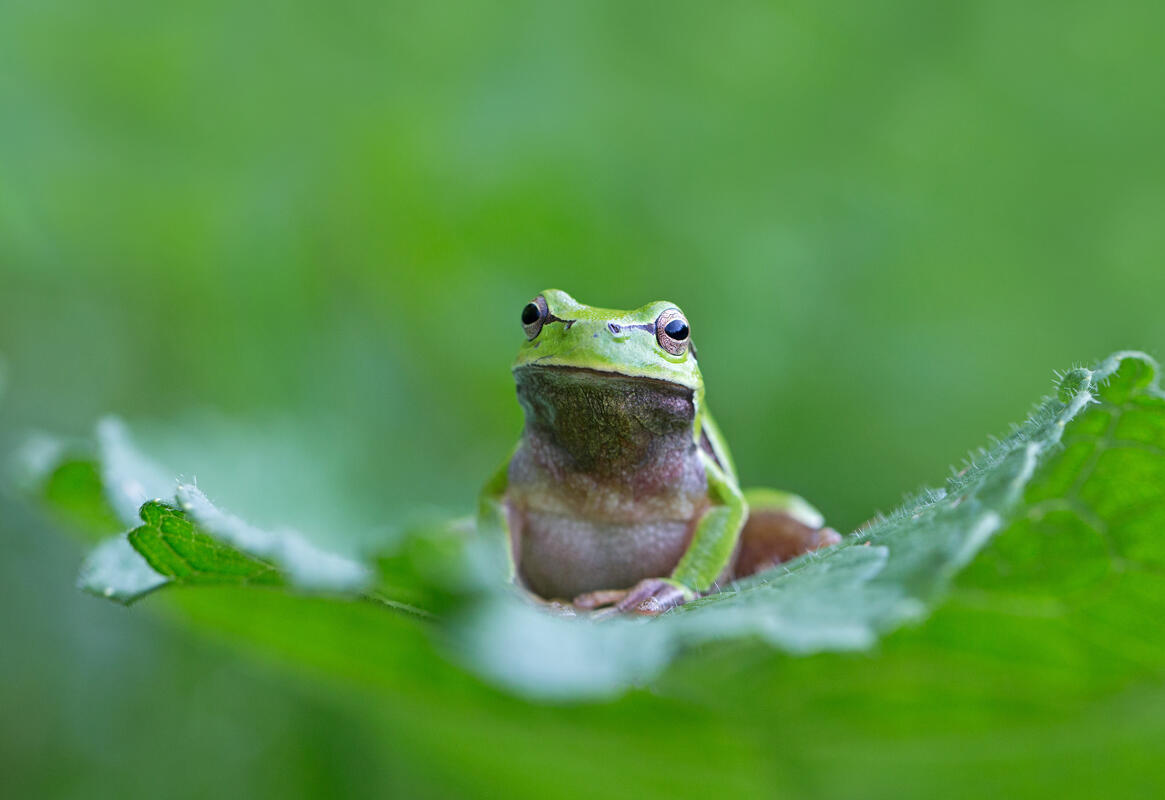 Common Tree Frog /Hyla arborea/