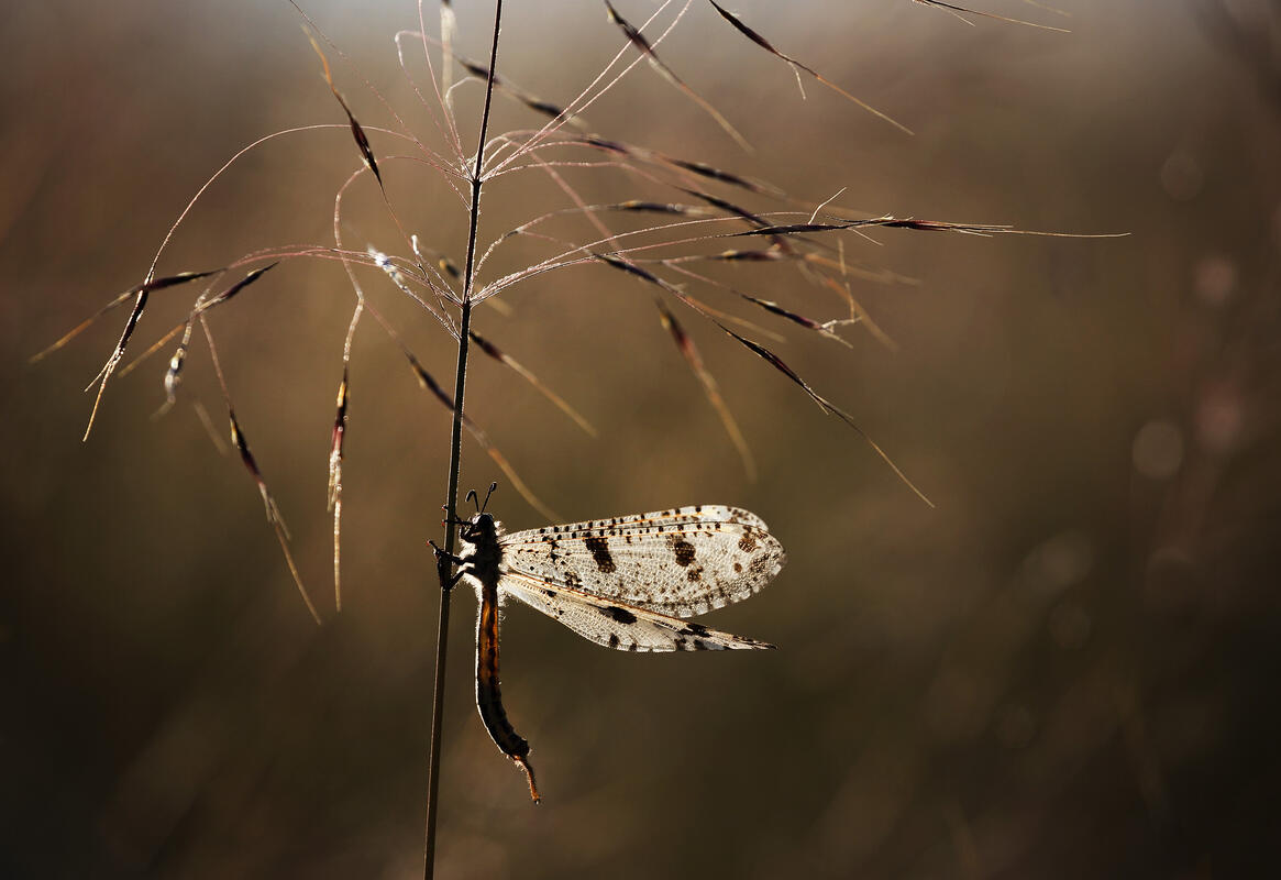 Palpares libelluloides