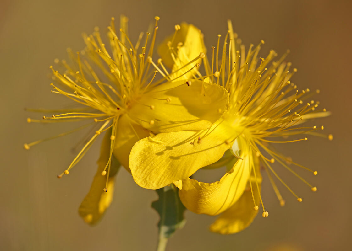 Hypericum olympicum L.