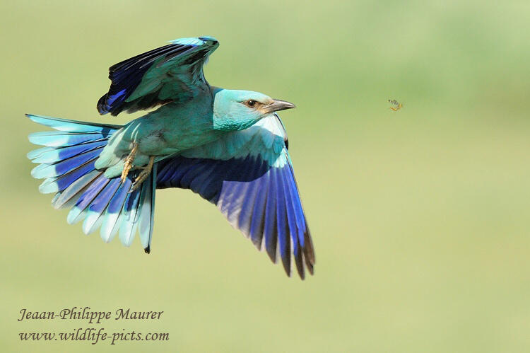 Jean-Philippe Maurer ,Roller /Coracias garrulus/ 