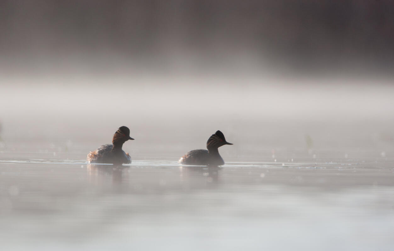 Black-necked Grebe /Podiceps nigricollis /