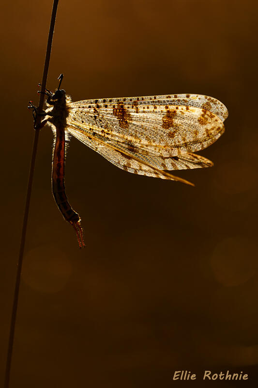  Ellie Rothnie, Paplares libelluloides 