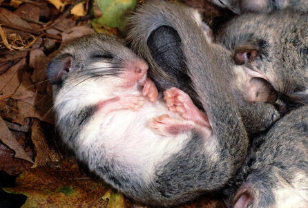Edible Dormouse /Glis glis/
