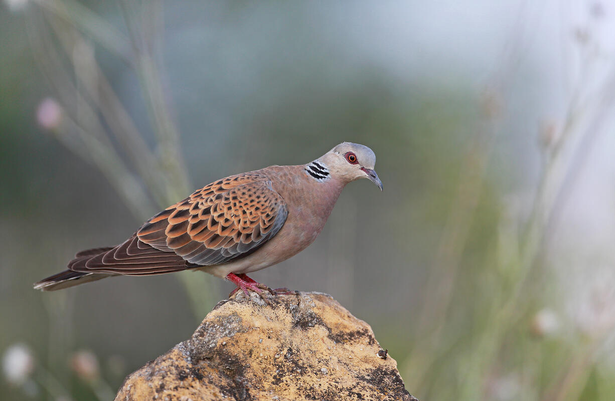 Turtle Dove /Streptopelia turtur/