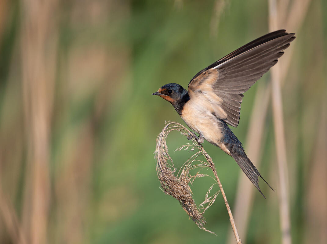 barn swallow