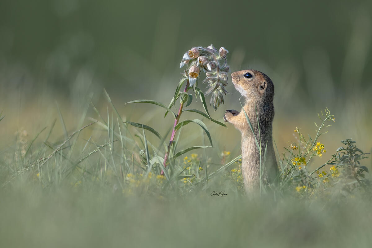 Claudia Brockmann,European Souslik /Spermophilus citellus/ 