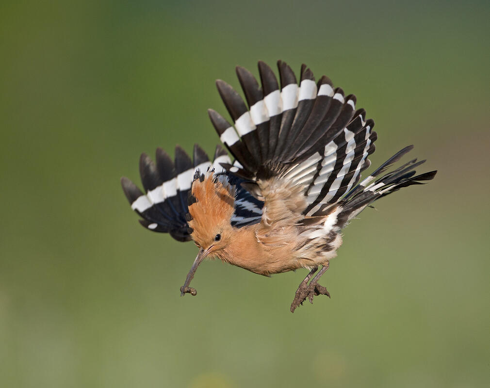 Hoopoe