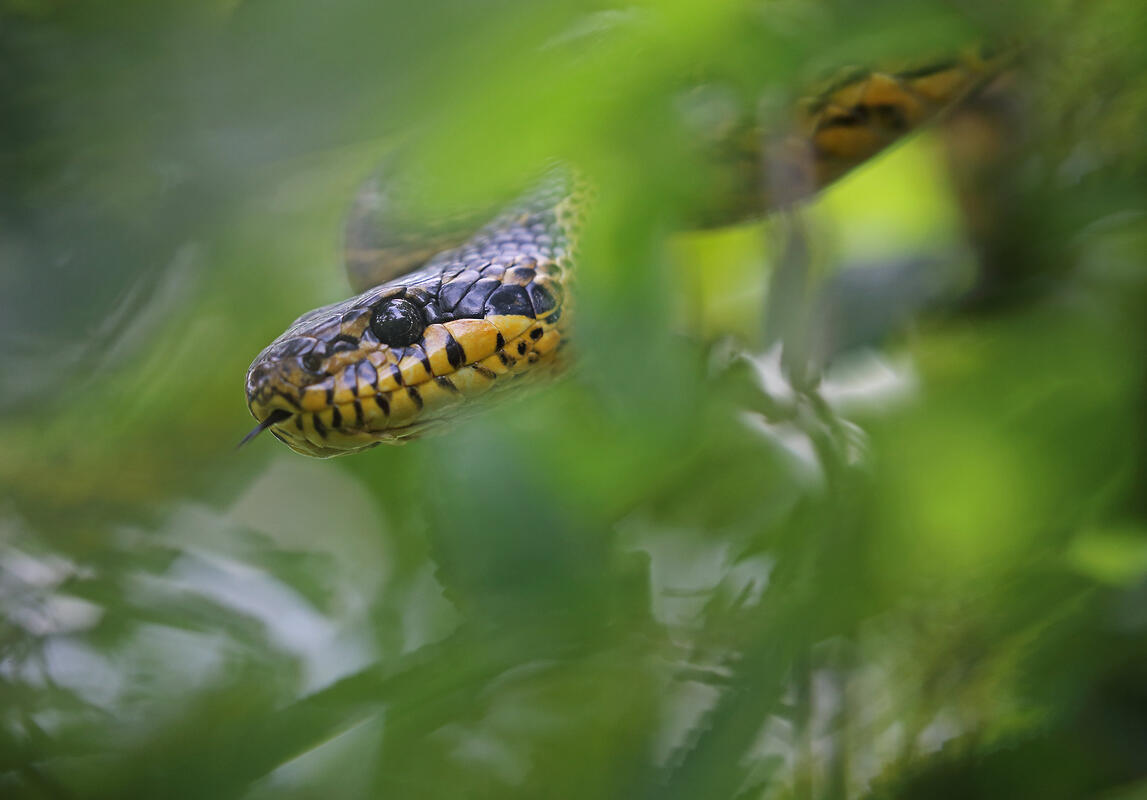 Blotched Snake /Elaphe sauromates/