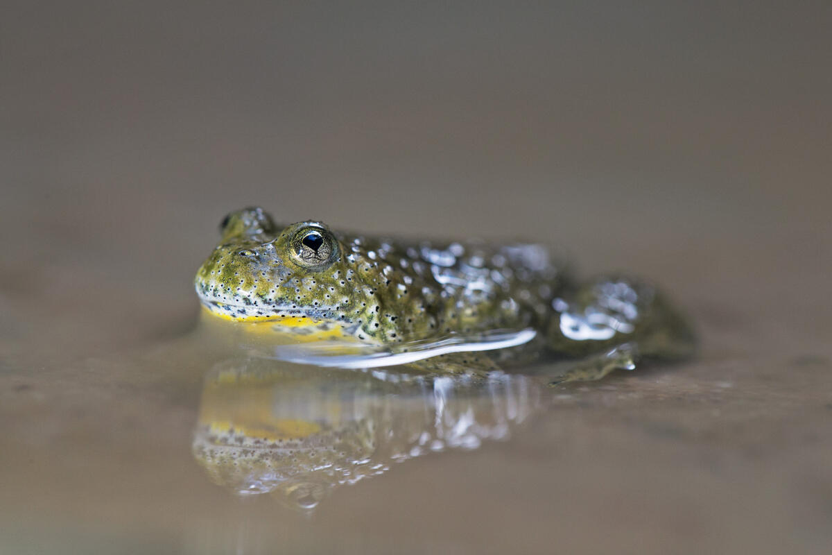 Yellow-bellied Toad /Bombina variegata/