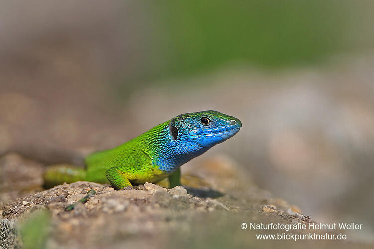Helmut Weller, Lacerta viridis - Eastern Green Lizard