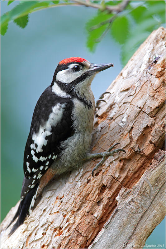 Tobias v. Lukowicz, Great Spotted woodpecker