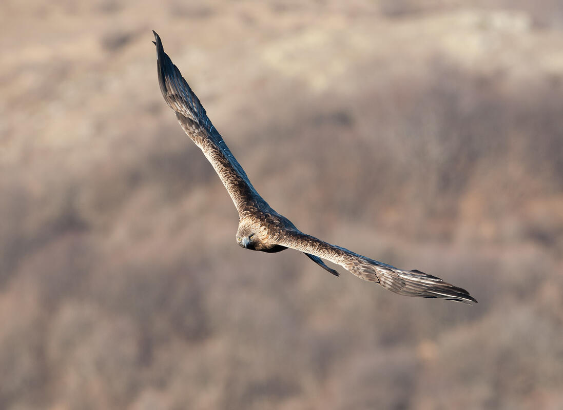 Golden Eagle
