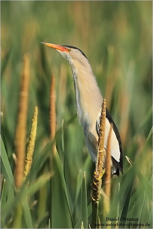 Daniel Ottmann,  little bittern  /Ixobrychus minutus/