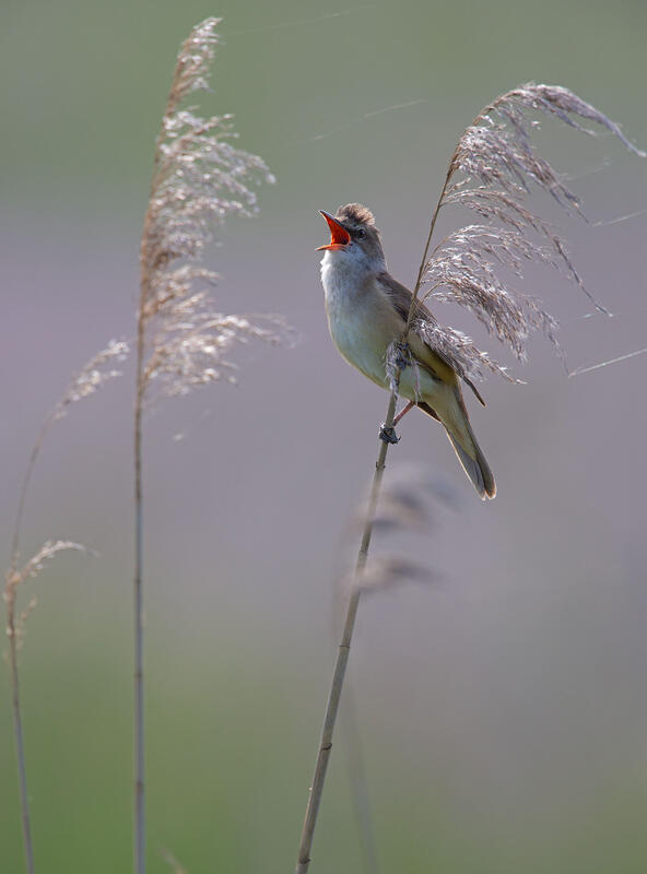 great reed warbler